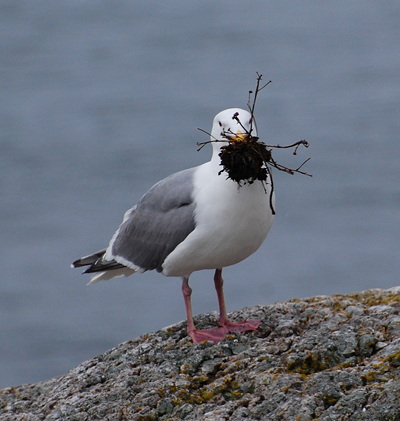 [IMAGE] Gull love