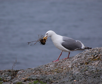 [IMAGE] Gull love