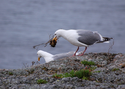 [IMAGE] Gull love