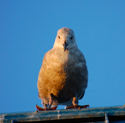 [IMAGE] Seagull