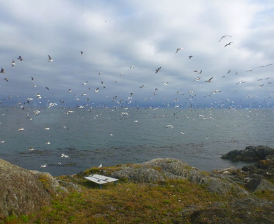 [IMAGE] gull flock