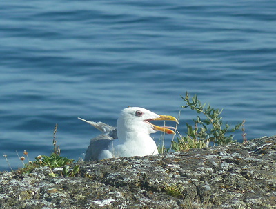 [IMAGE] laughing gull