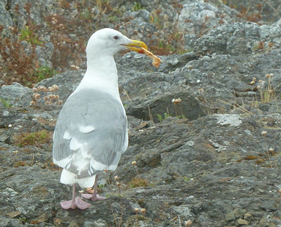 [IMAGE] gull with crab pizza