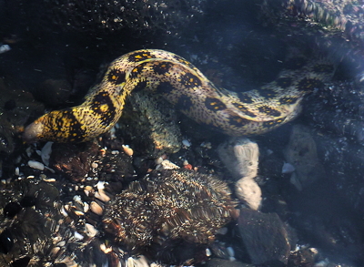 [IMAGE] snowflake eel