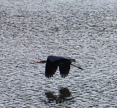 [IMAGE] Great Blue Heron