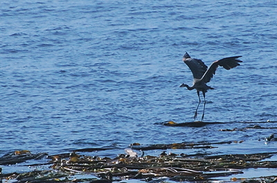 [IMAGE] Heron landing