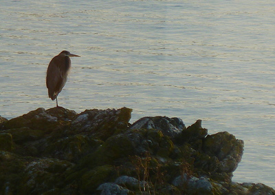 [IMAGE] heron