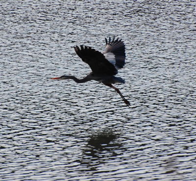 [IMAGE] Great Blue Heron