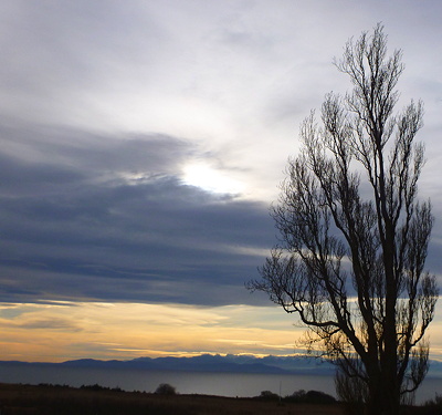 [IMAGE] trees and sky