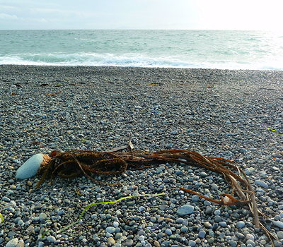 [IMAGE] kelp ball