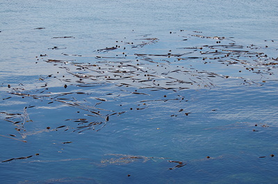 [IMAGE] bull kelp bed