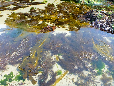 [IMAGE] kelp garden