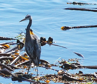 [IMAGE] Great Blue Heron