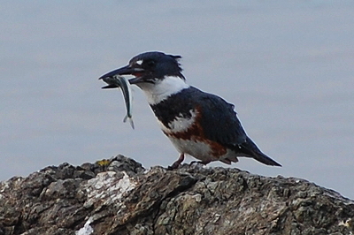 [IMAGE] Kingfisher