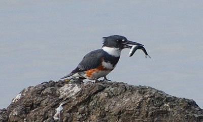 [IMAGE] sushi for a kingfisher