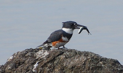 [IMAGE] Kingfisher