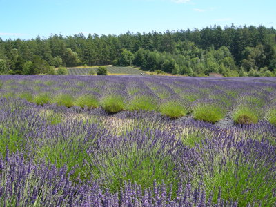 [IMAGE] lavender farm