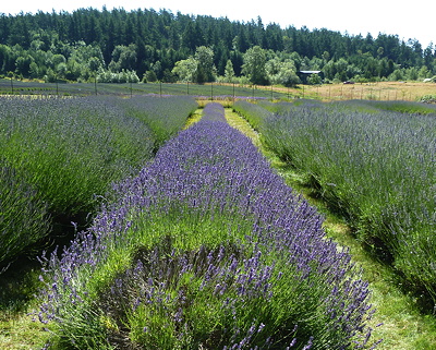 [IMAGE] Lavender farm