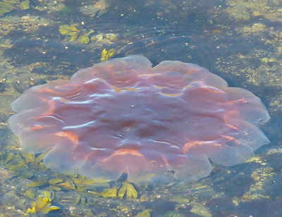 [IMAGE] big jellyfish
