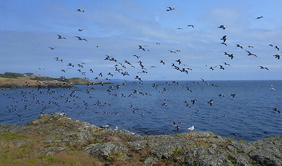 [IMAGE] gulls