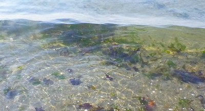 [IMAGE] kelp garden