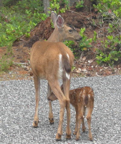 [IMAGE] doe and faun