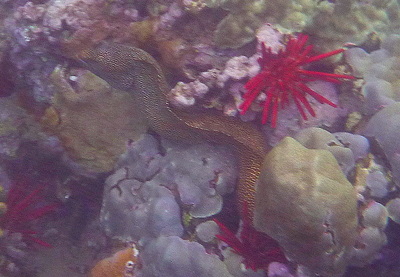 [IMAGE] whitemouth moray eel