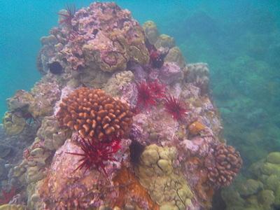 [IMAGE] Maui coral reef