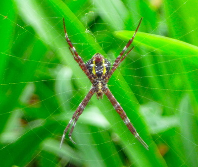 [IMAGE] Maui argiope