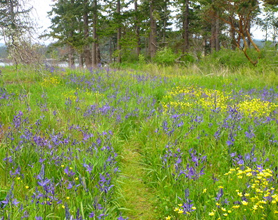 [IMAGE] meadow