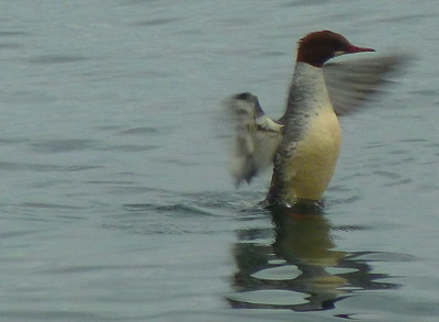 [IMAGE] Merganser /><br />
<span style=