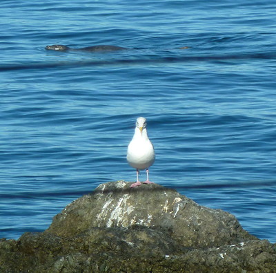 [IMAGE] Harbor Seal and Gull