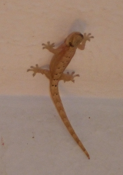 [IMAGE] newt gecko