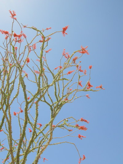 [IMAGE] ocotillo