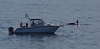 [IMAGE] Orca and boat