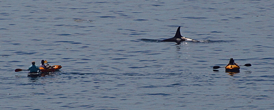 [IMAGE] Orca and kayakers