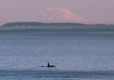 [IMAGE] Orca and Mt. Rainier, July 1, 2014.