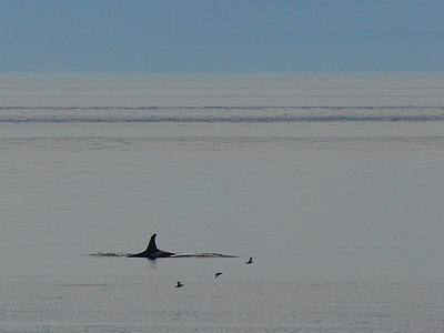 [IMAGE] Orca and three sea birds