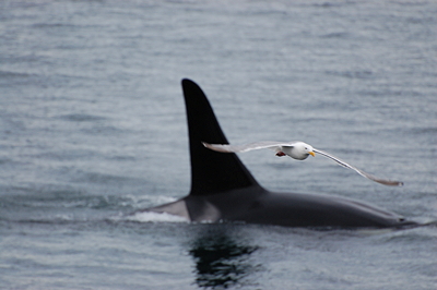 [IMAGE] orca and seagull