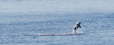 [IMAGE] Orca breaching