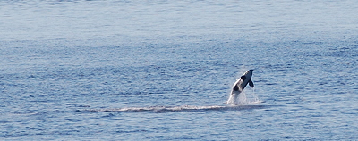 [IMAGE] Orca whale