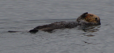 [IMAGE] otter