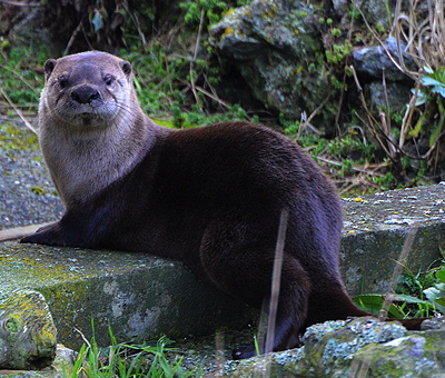 [IMAGE] otterly staring at me.