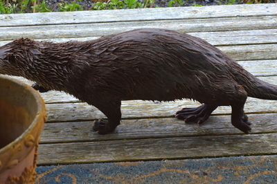 [IMAGE] river otter