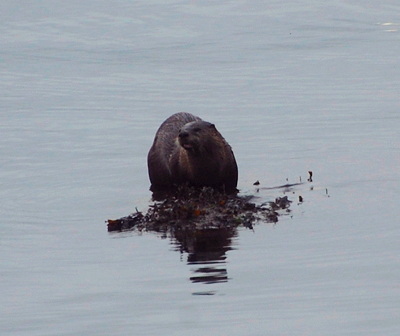 [IMAGE] River otter