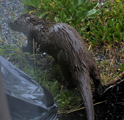 [IMAGE] river otter