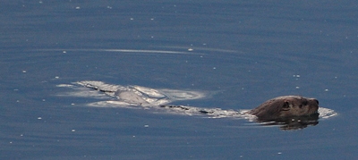 [IMAGE] otter