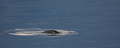 [IMAGE] otter tail