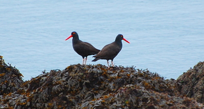 [IMAGE] Oyster catchers