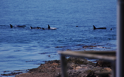 [IMAGE] orca pod